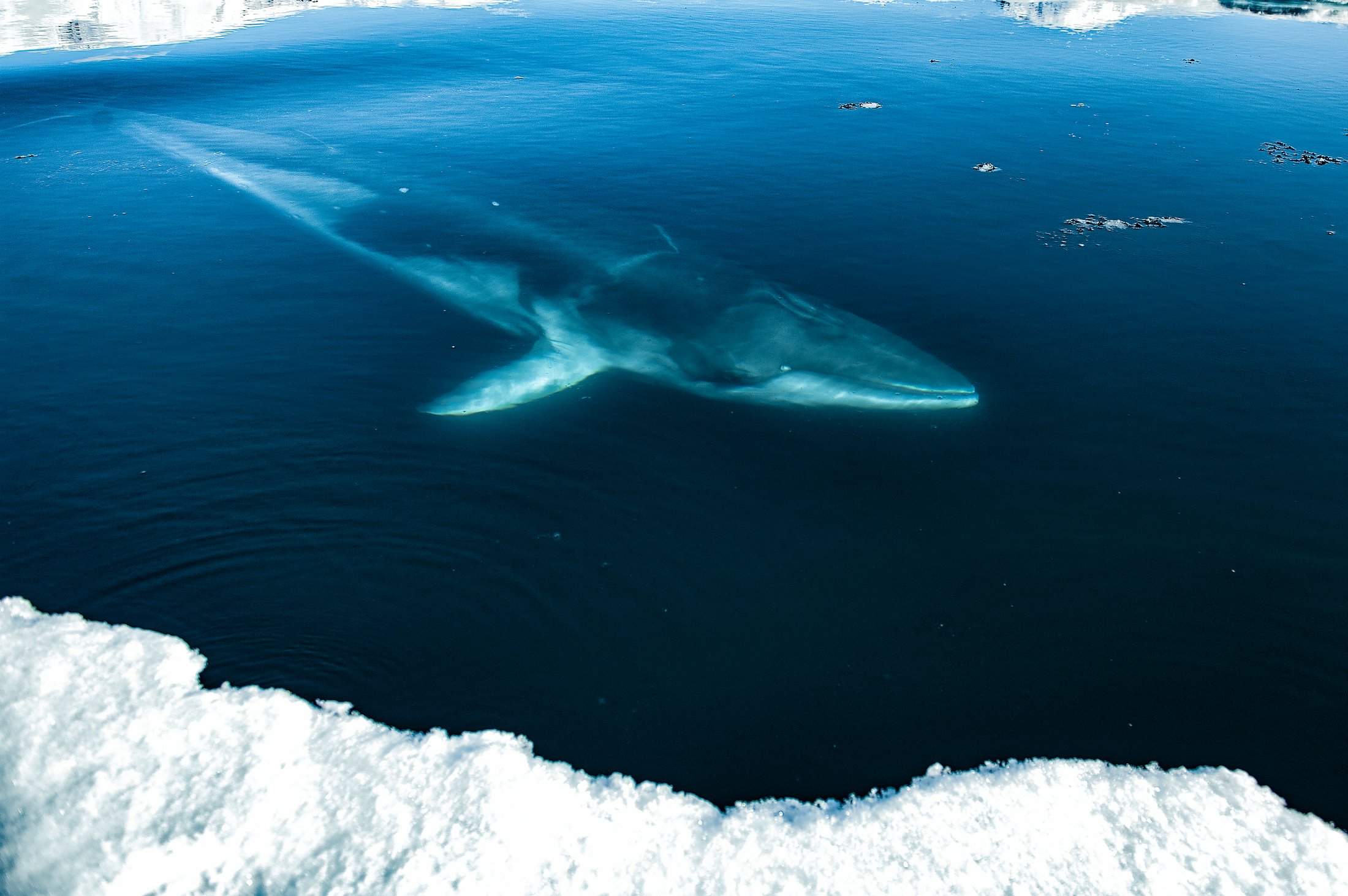 Baleine dans la banquise antarctique